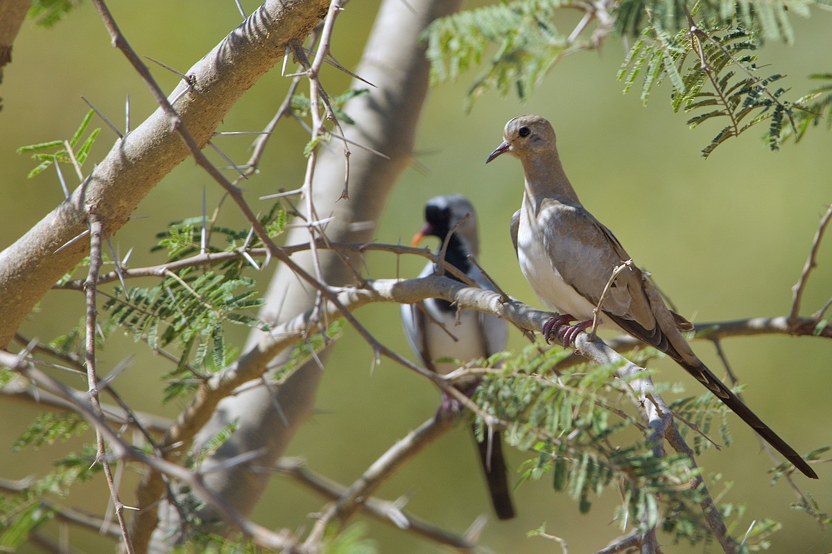 Namaqua Dove - ML621539853