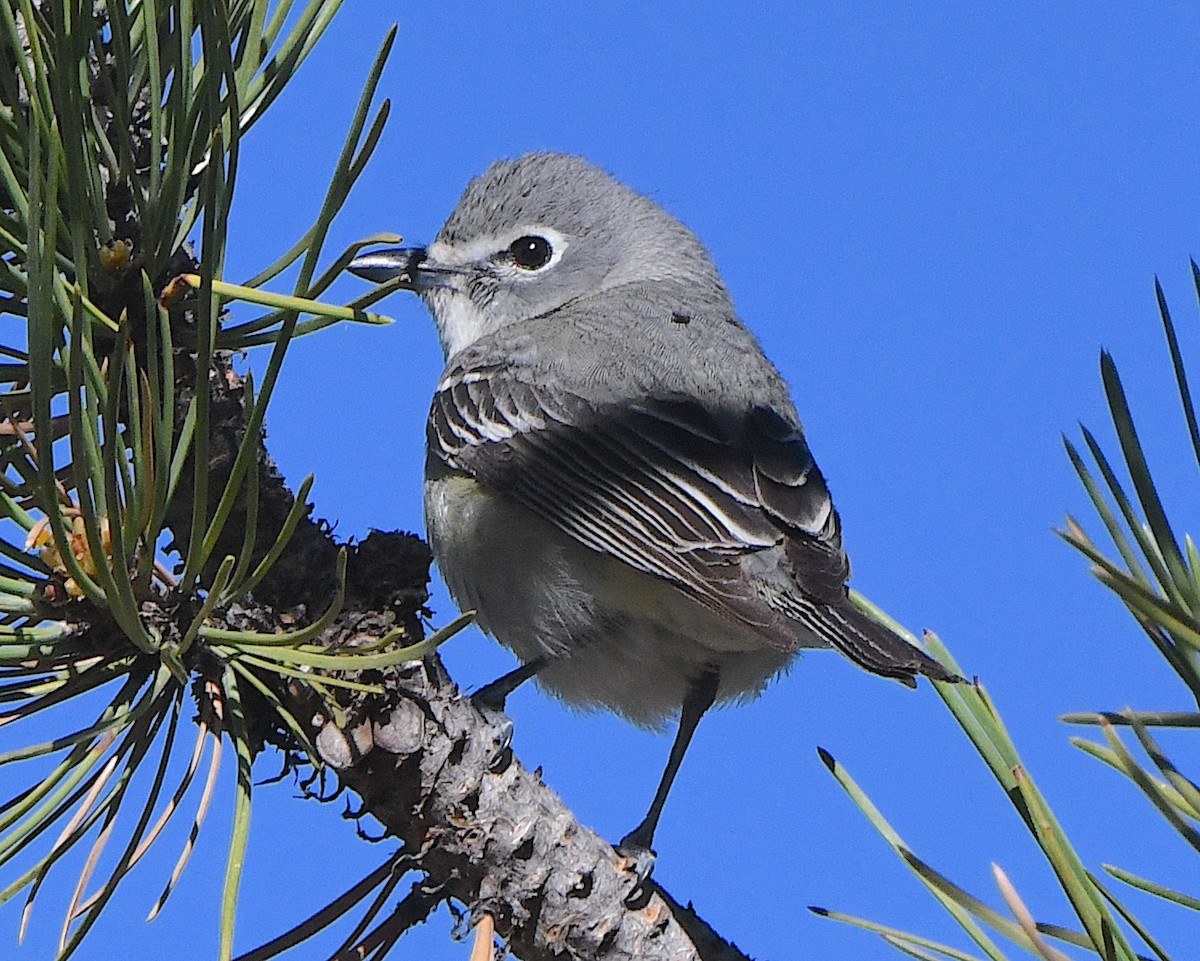 Plumbeous Vireo - ML621539854