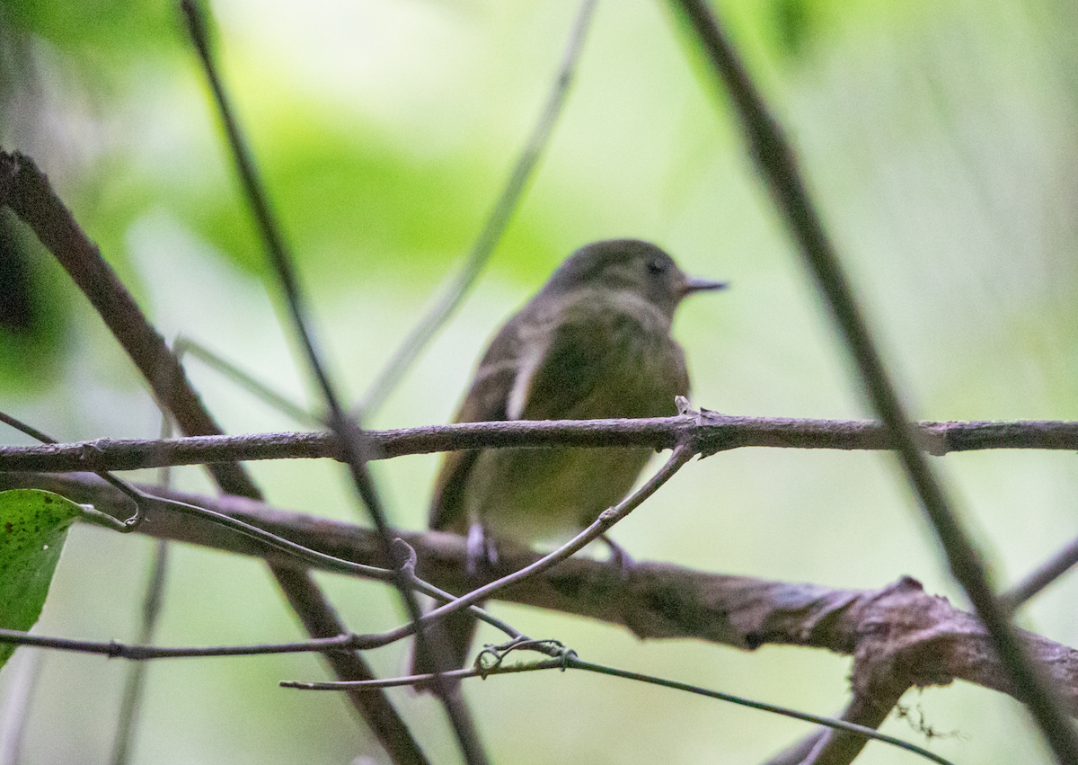 Olive-streaked Flycatcher - ML621539861