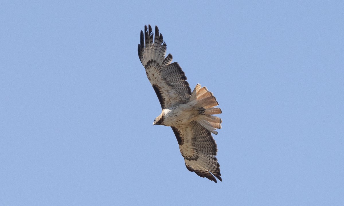 Red-tailed Hawk - Brian Sullivan