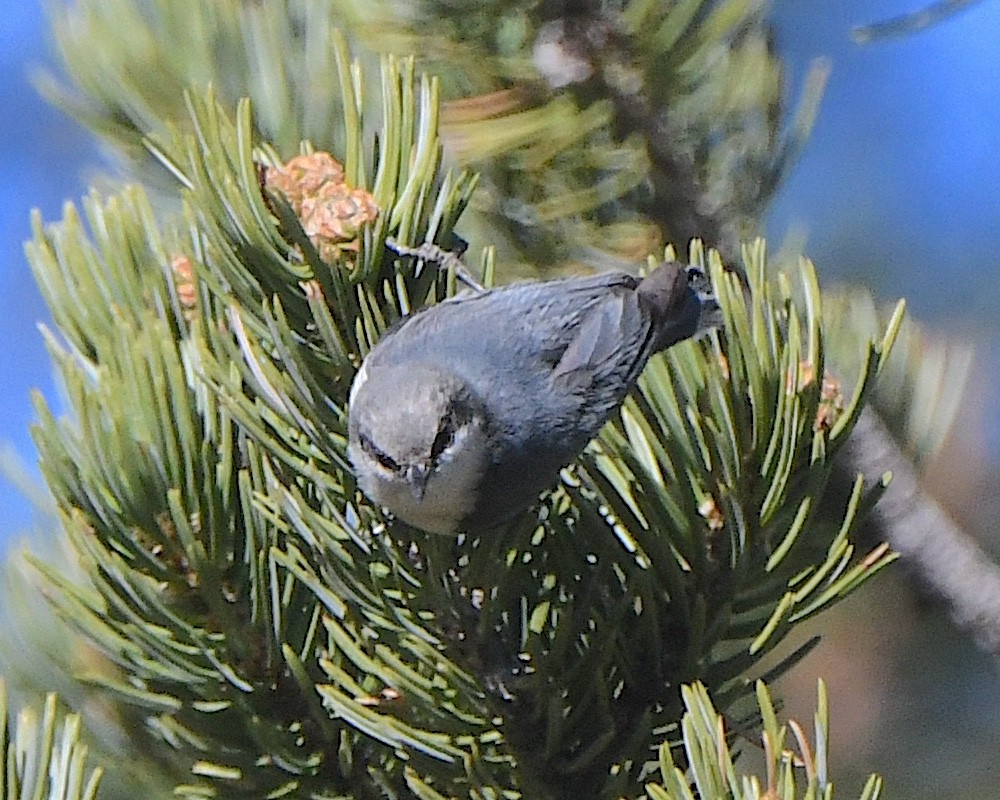 Pygmy Nuthatch - ML621539884