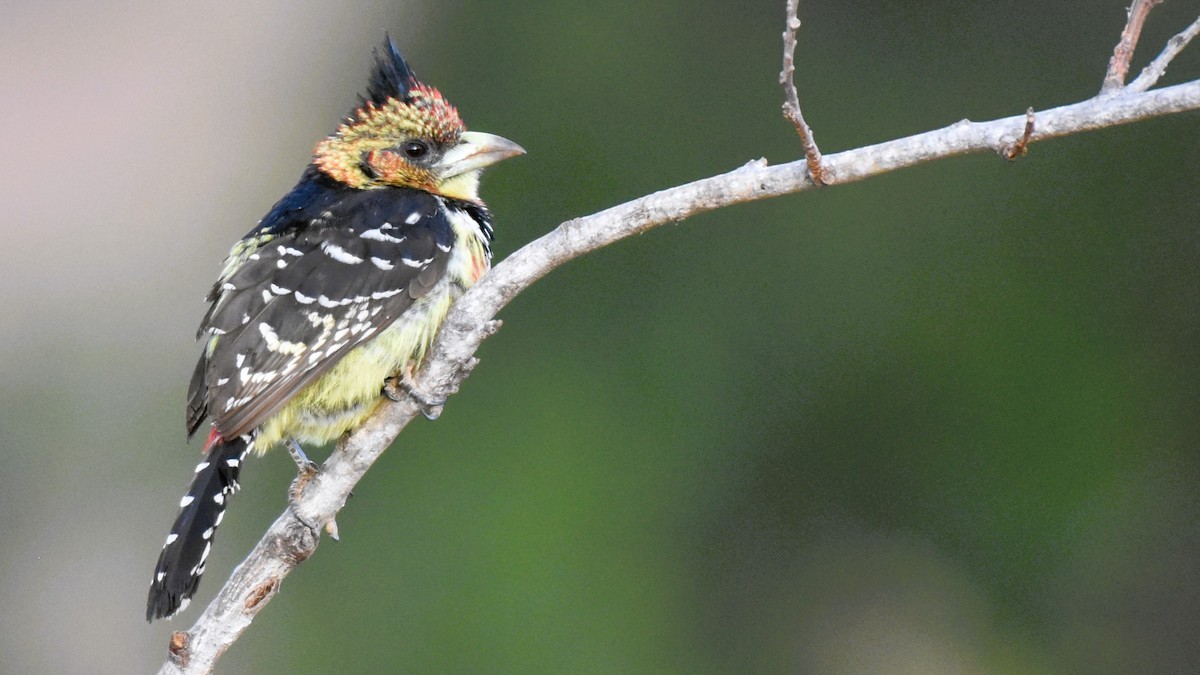 Crested Barbet - ML621539890