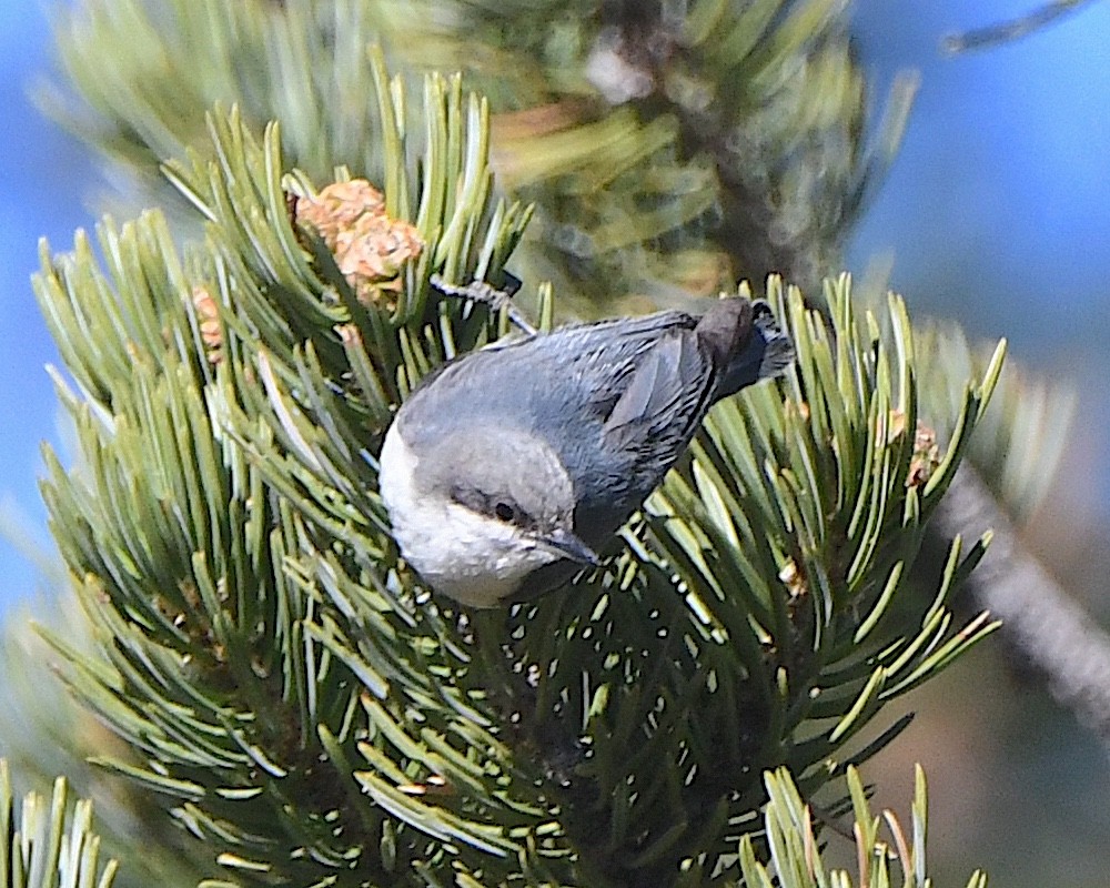 Pygmy Nuthatch - ML621539893