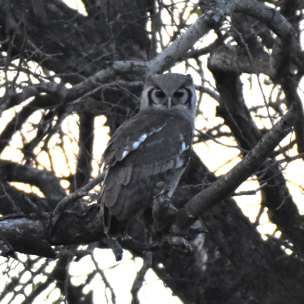 Verreaux's Eagle-Owl - ML621539896