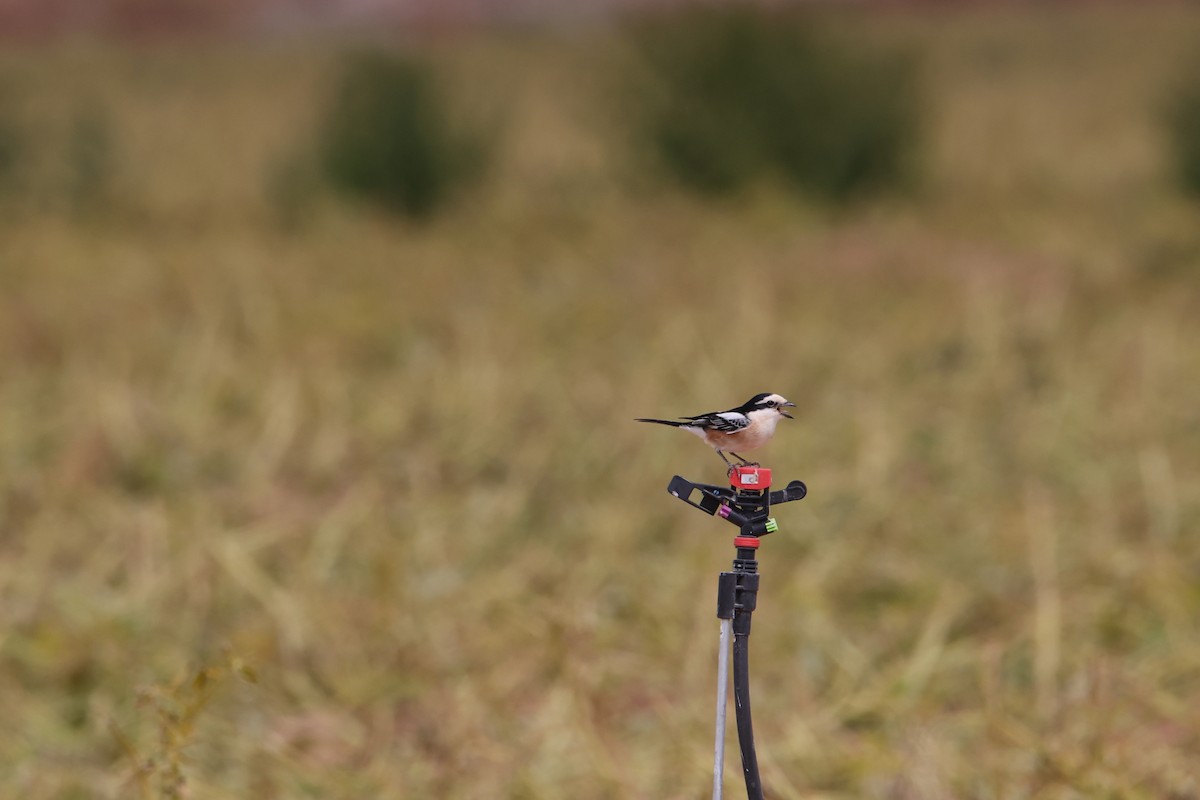 Masked Shrike - ML621539898