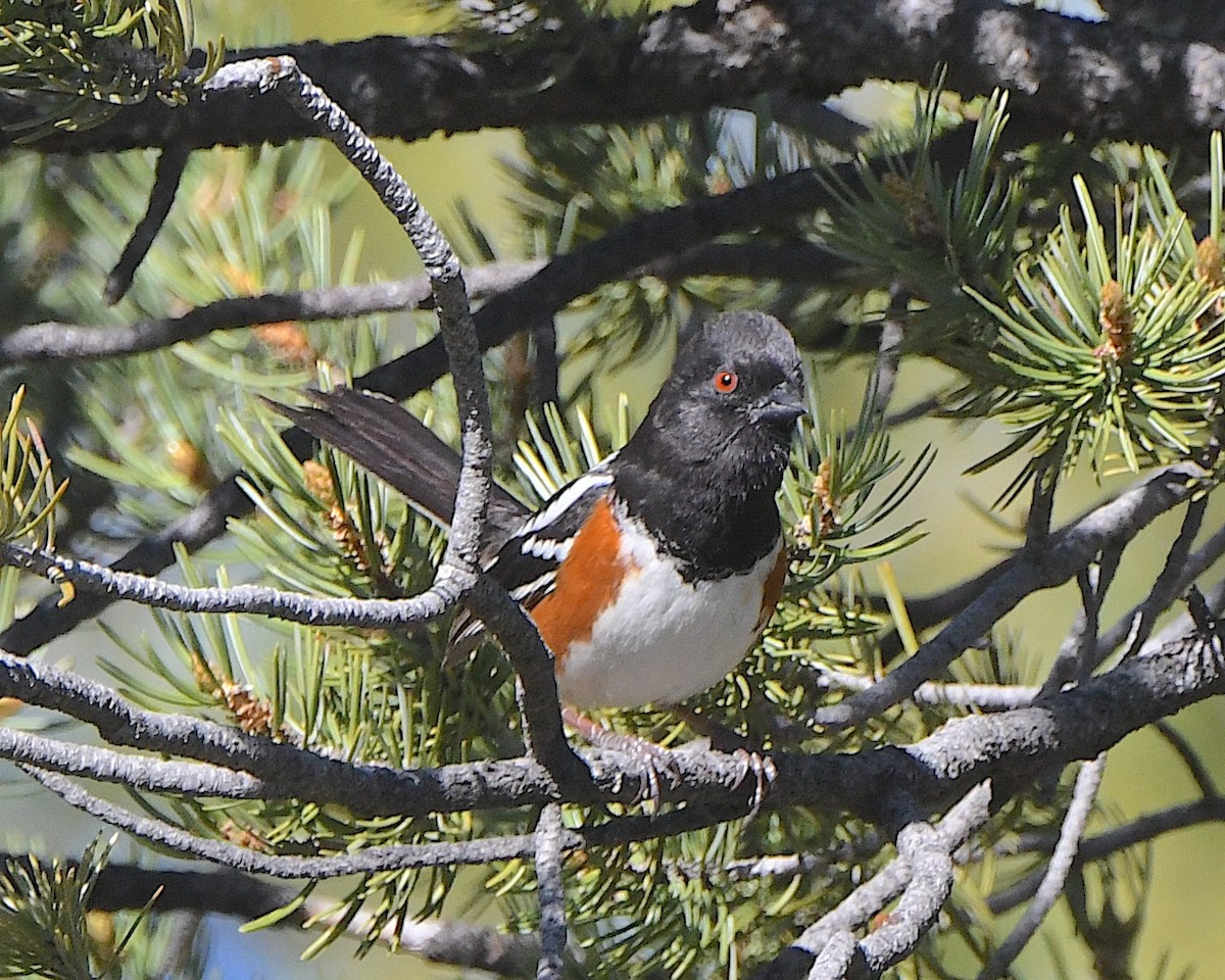 Spotted Towhee - ML621539919