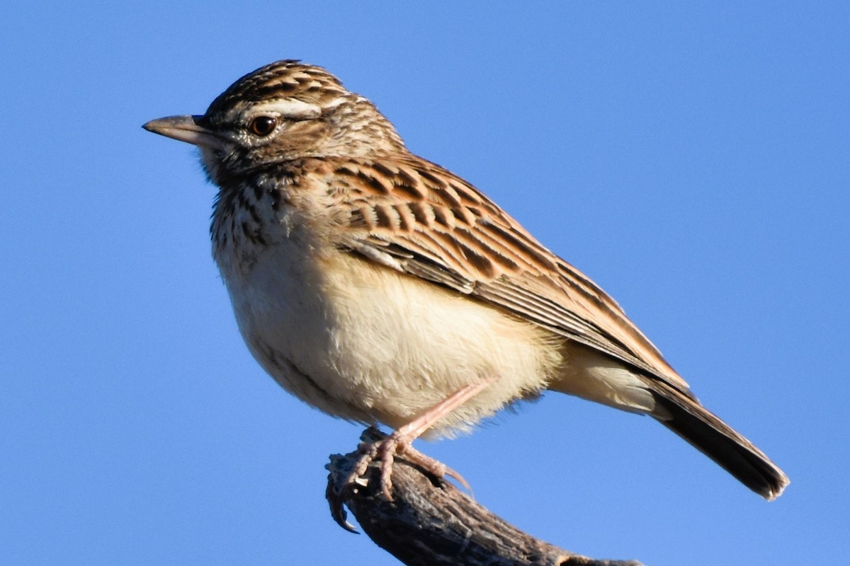 Sabota Lark - ML621539986