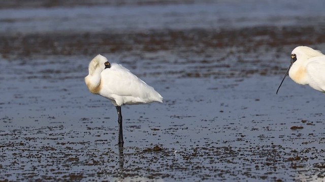 Black-faced Spoonbill - ML621540002