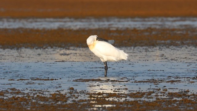 黑面琵鷺 - ML621540004