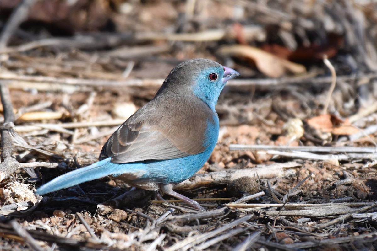 Southern Cordonbleu - ML621540017
