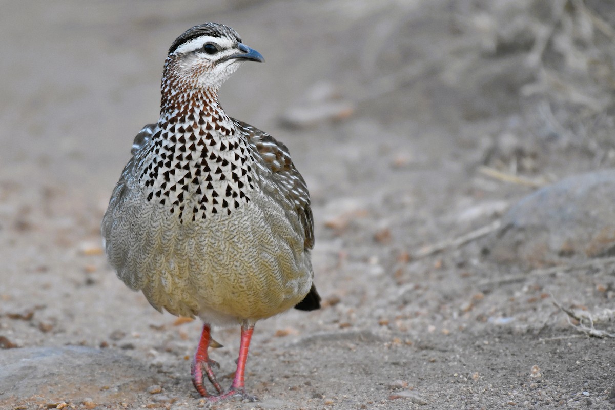 Crested Francolin - ML621540068