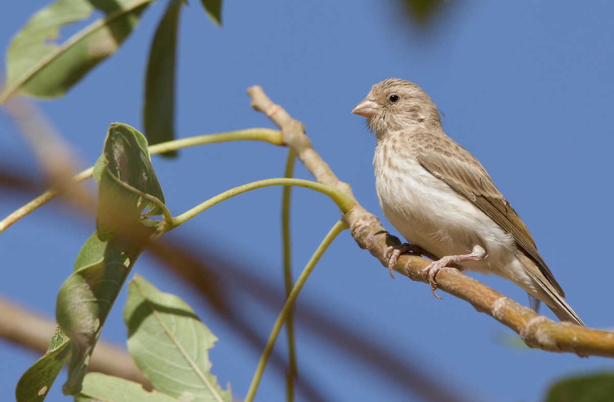 White-rumped Seedeater - ML621540083