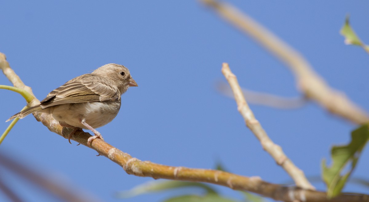 White-rumped Seedeater - ML621540084