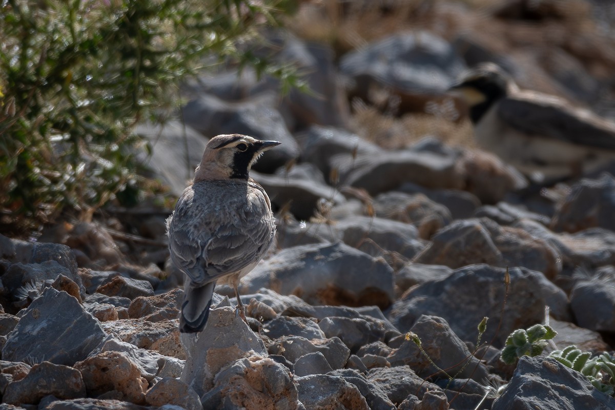 Horned Lark - ML621540102