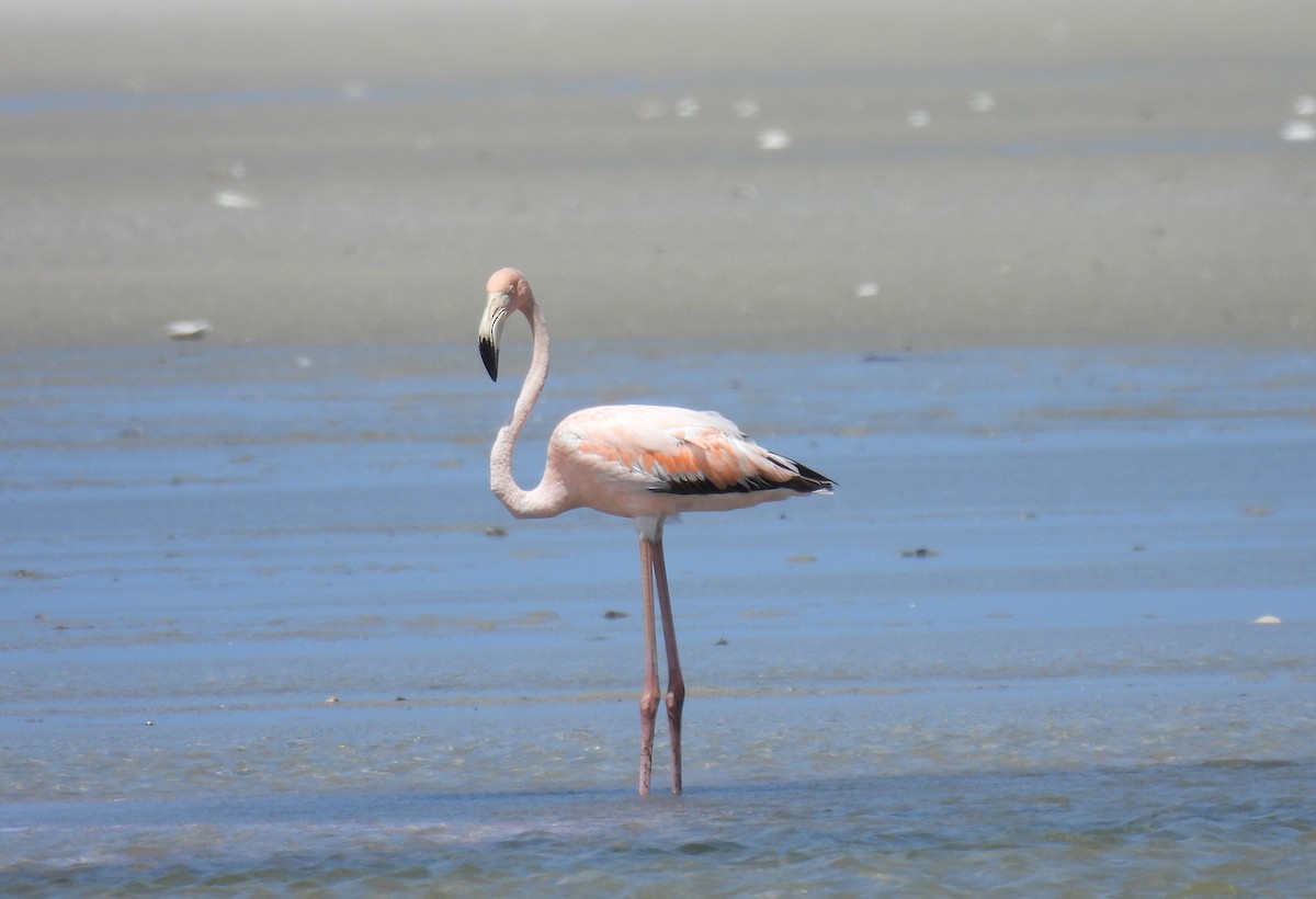 Flamant des Caraïbes - ML621540142