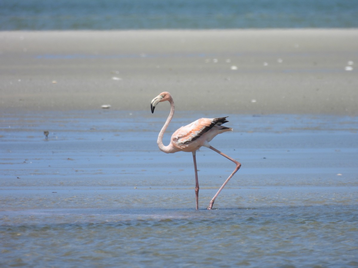 Flamant des Caraïbes - ML621540144