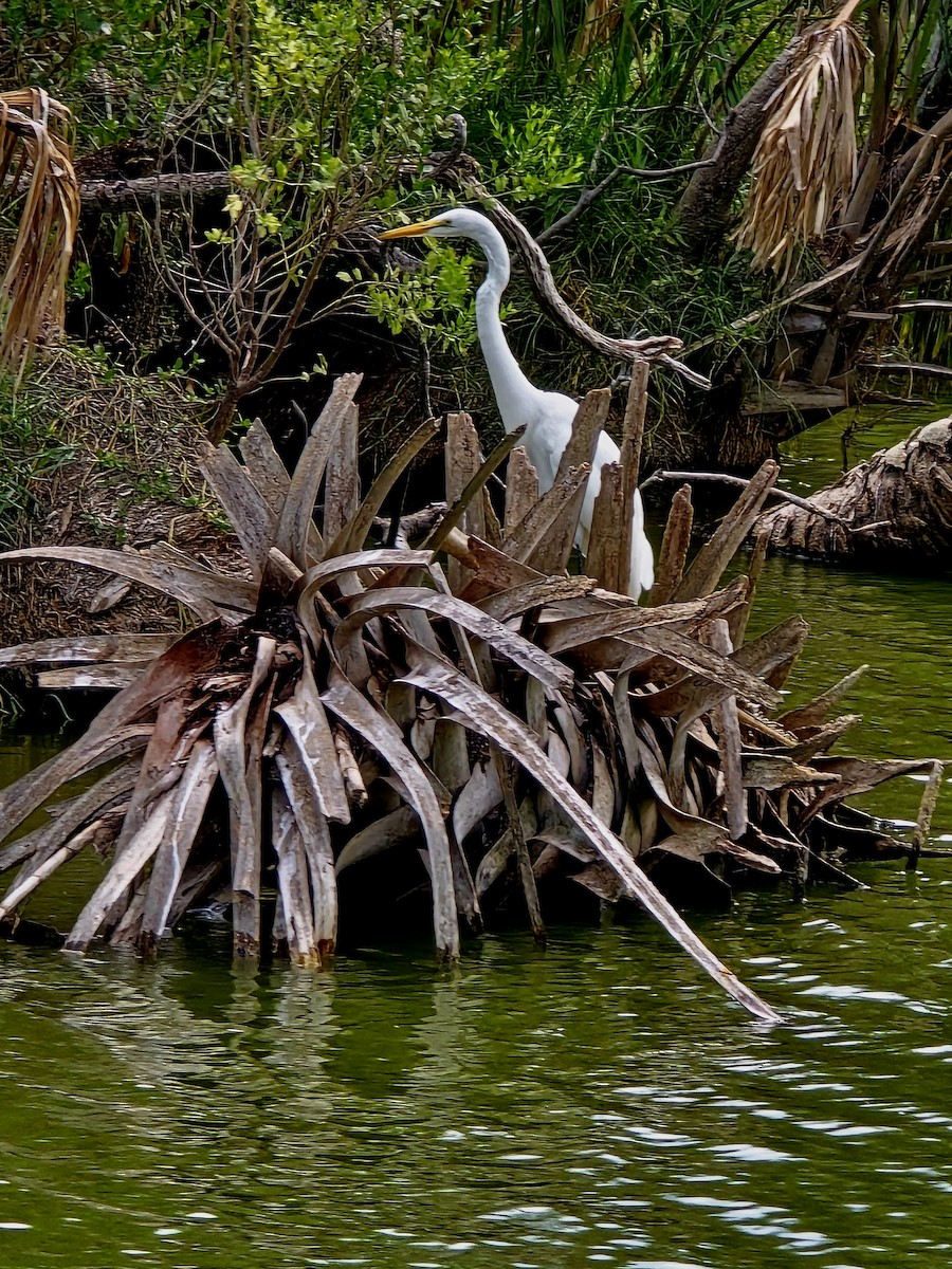 Great Egret - ML621540168