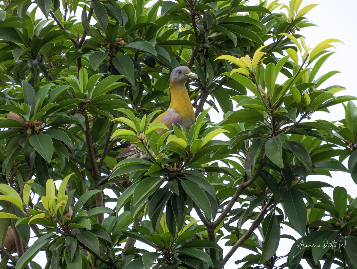 Yellow-footed Green-Pigeon - ML621540186