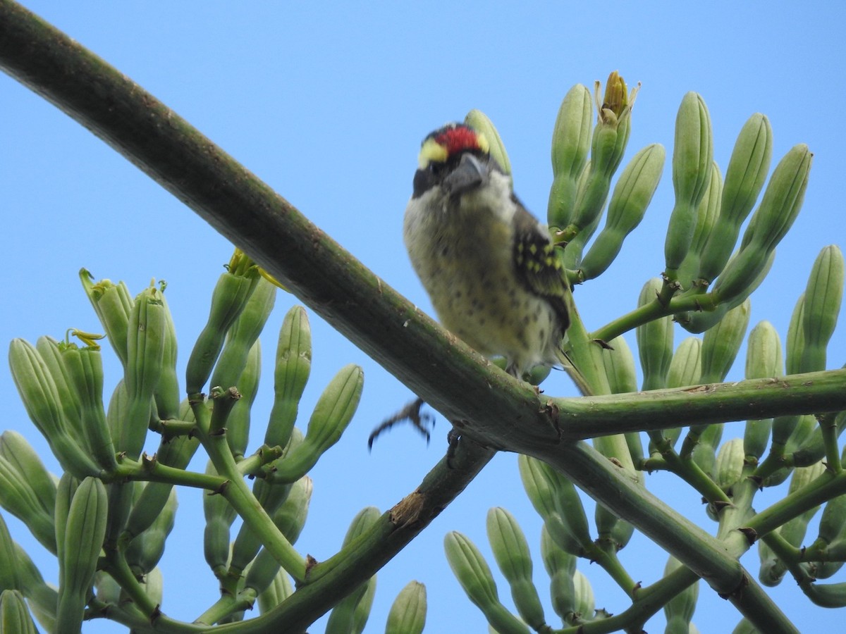 Red-fronted Barbet - ML621540193