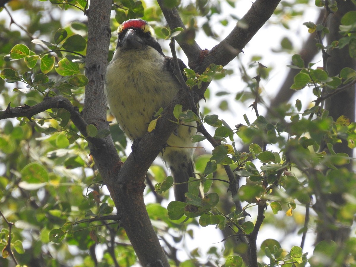 Red-fronted Barbet - ML621540196