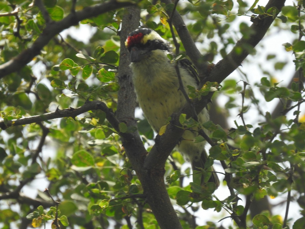 Red-fronted Barbet - ML621540197