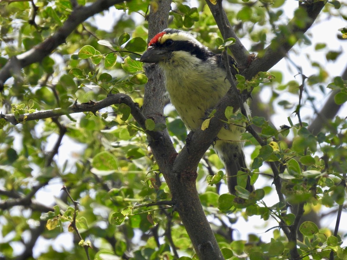 Red-fronted Barbet - ML621540198