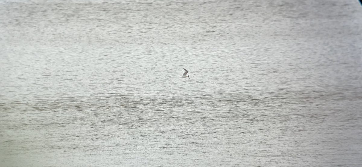 Sandwich Tern - ML621540205