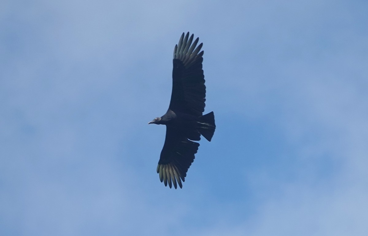Black Vulture - ML621540254