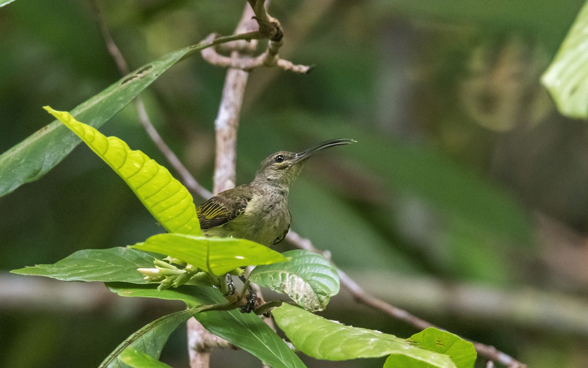 Thick-billed Spiderhunter - ML621540353