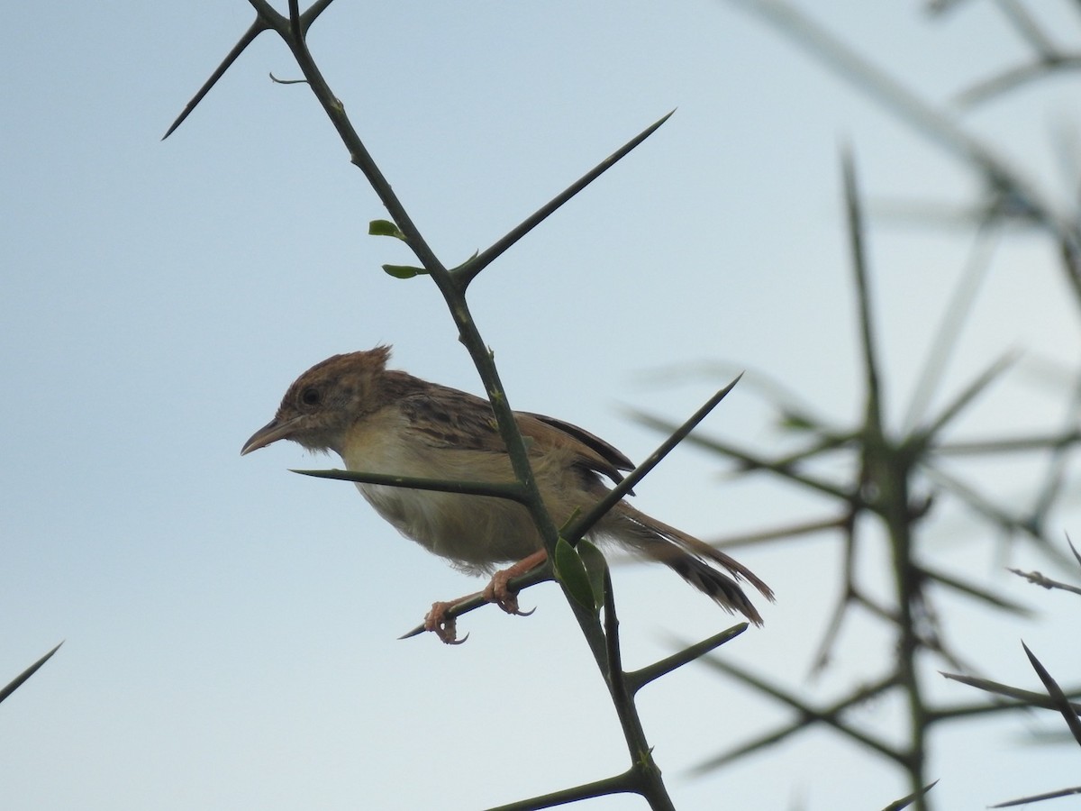 Rattling Cisticola - ML621540383