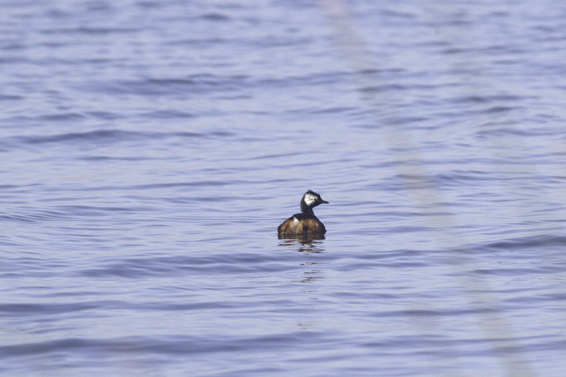 White-tufted Grebe - ML621540399