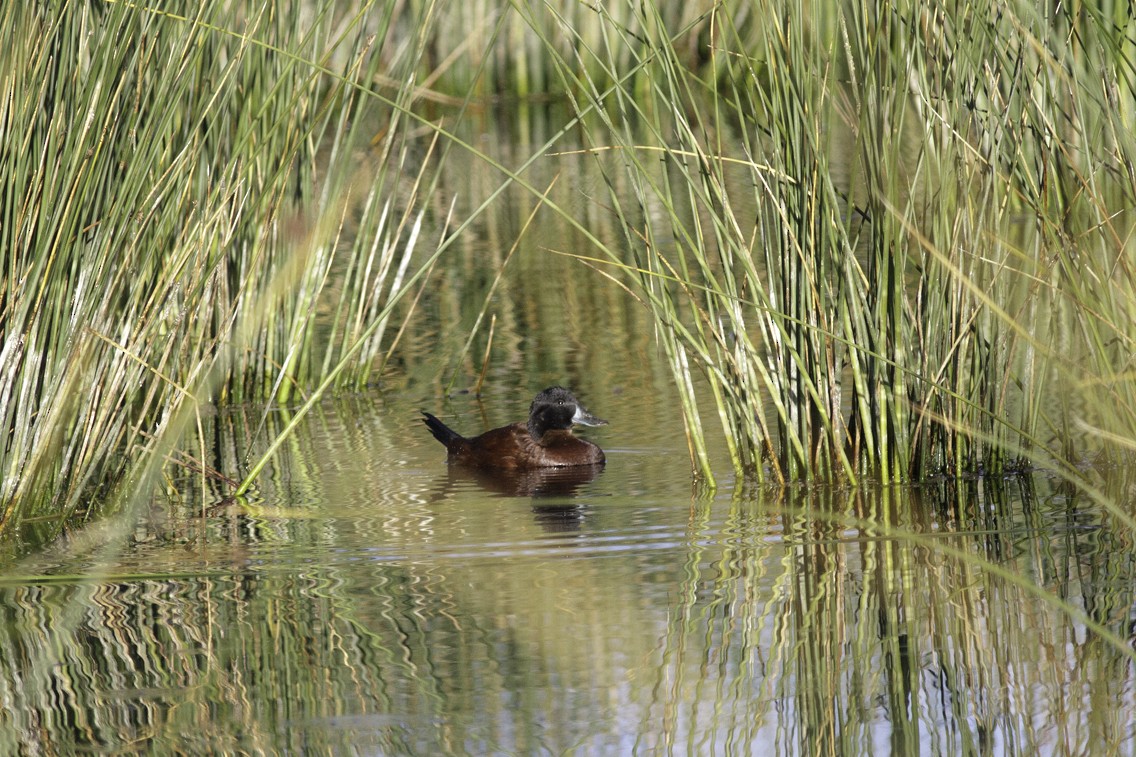 Andean Duck - ML621540403