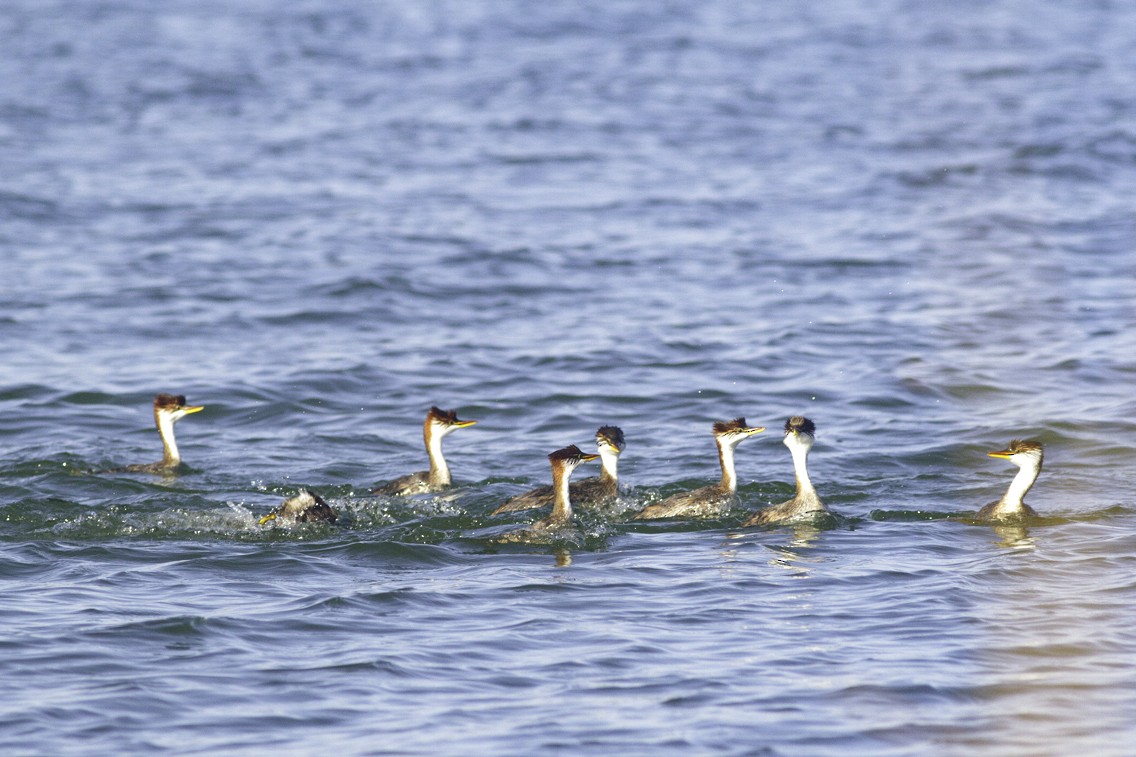 Titicaca Grebe - ML621540406