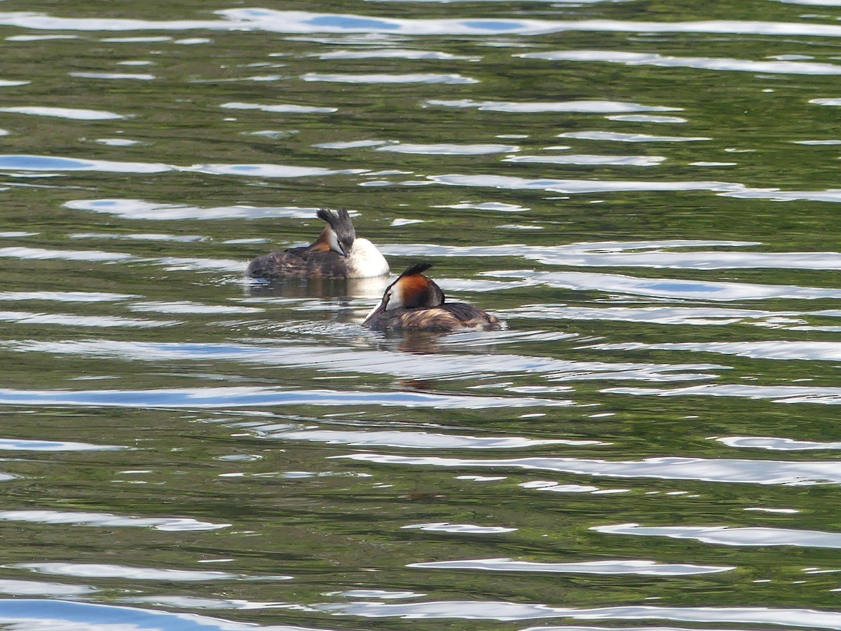 Great Crested Grebe - ML621540550