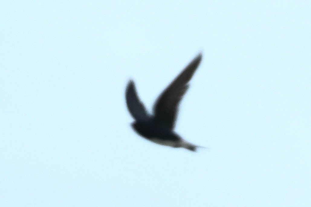 Cave Swallow - ML621540555