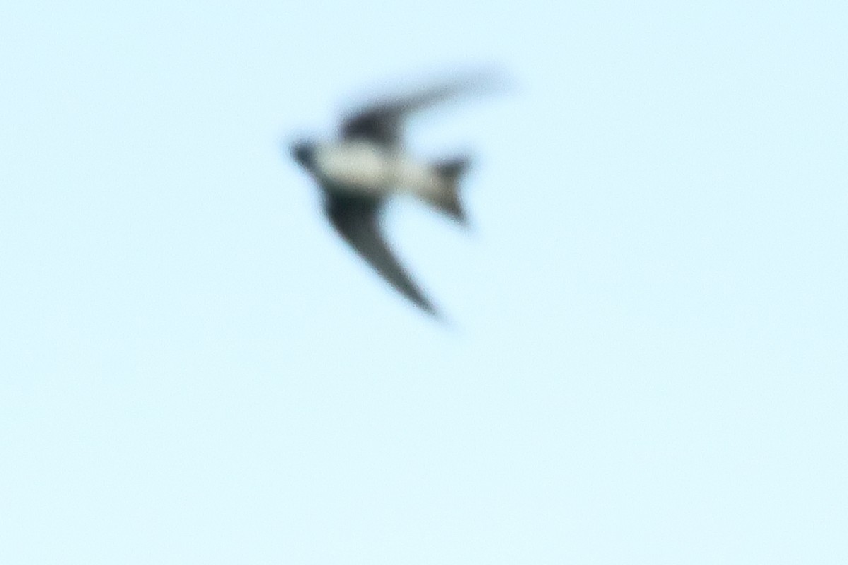 Cave Swallow - ML621540558