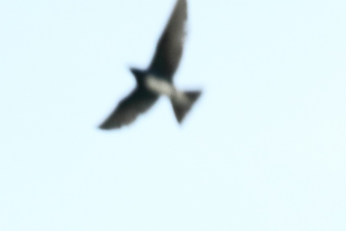 Cave Swallow - ML621540559