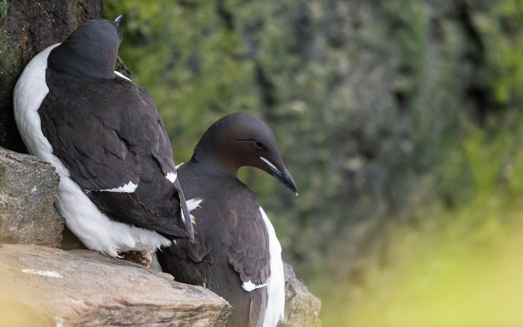 Thick-billed Murre - ML621540572