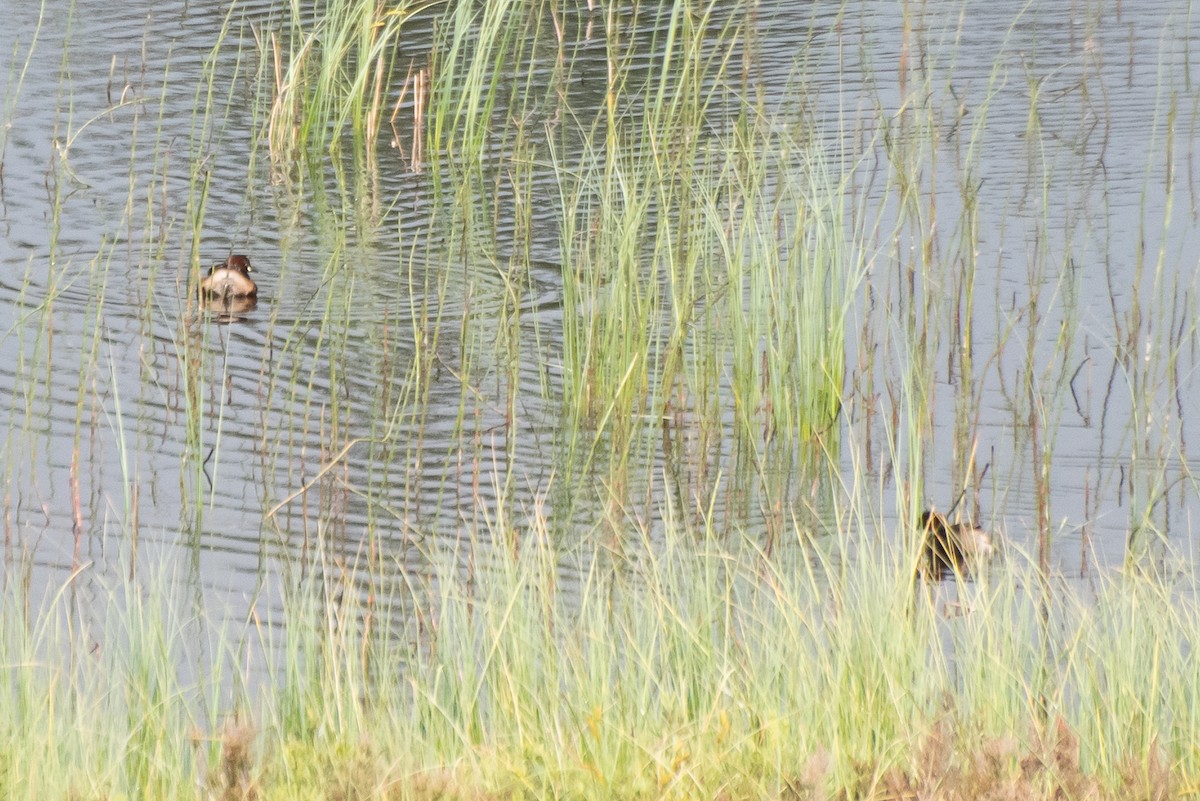 Little Grebe - Marilyn Henry