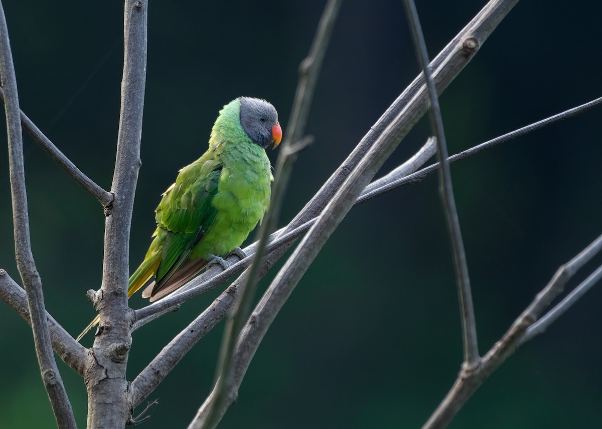 Gray-headed Parakeet - ML621540619