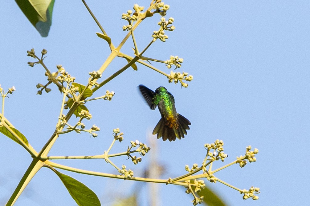 Blue-throated Goldentail - ML621540631