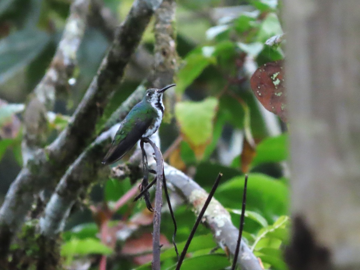Black-throated Mango (Ecuadorian) - ML621540637