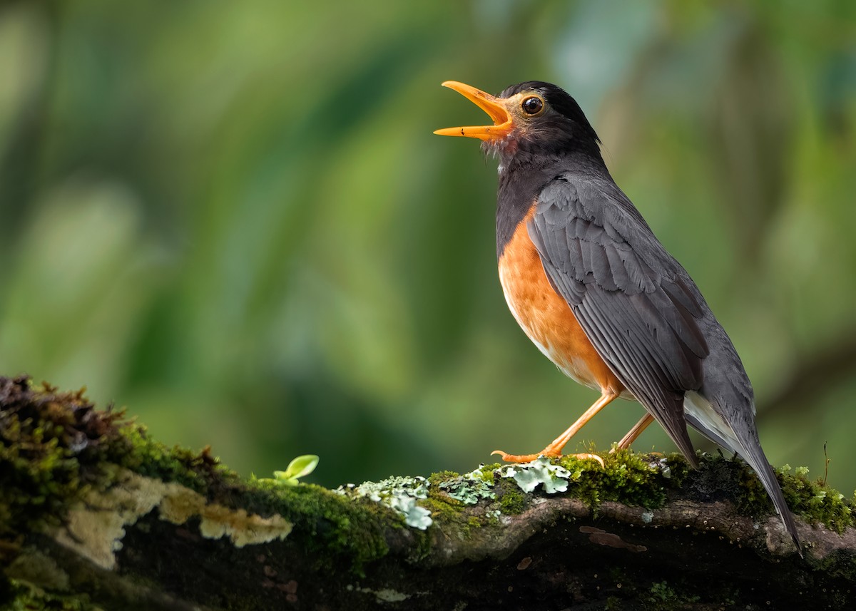 Black-breasted Thrush - ML621540644