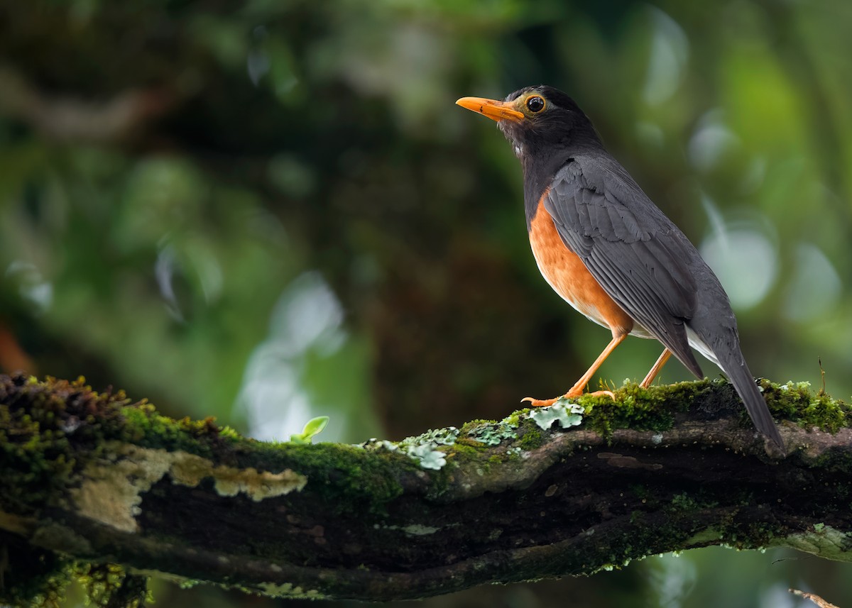 Black-breasted Thrush - ML621540646