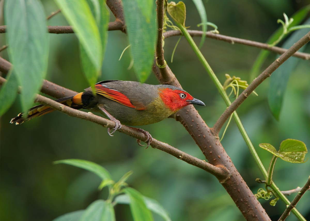 Scarlet-faced Liocichla - ML621540662