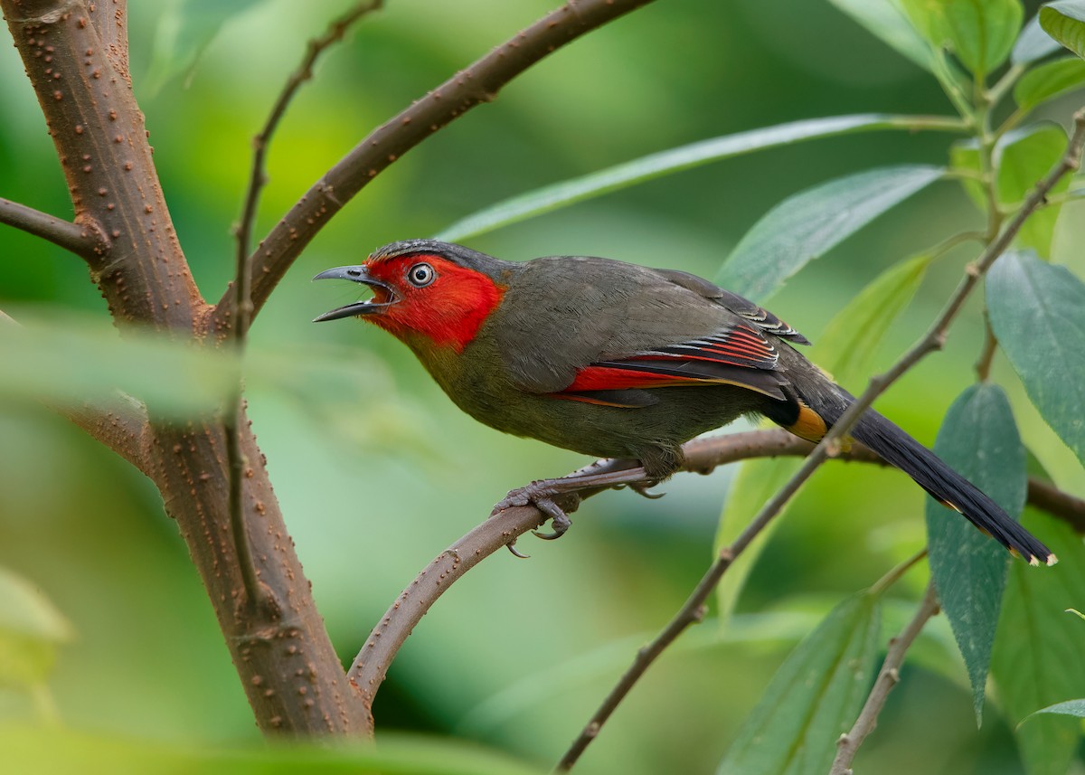 Scarlet-faced Liocichla - ML621540663