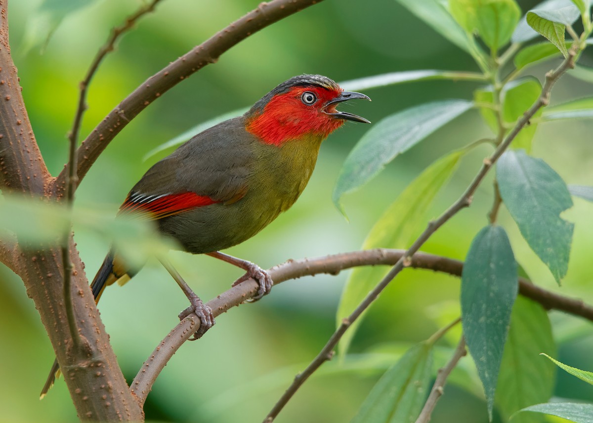 Scarlet-faced Liocichla - ML621540666