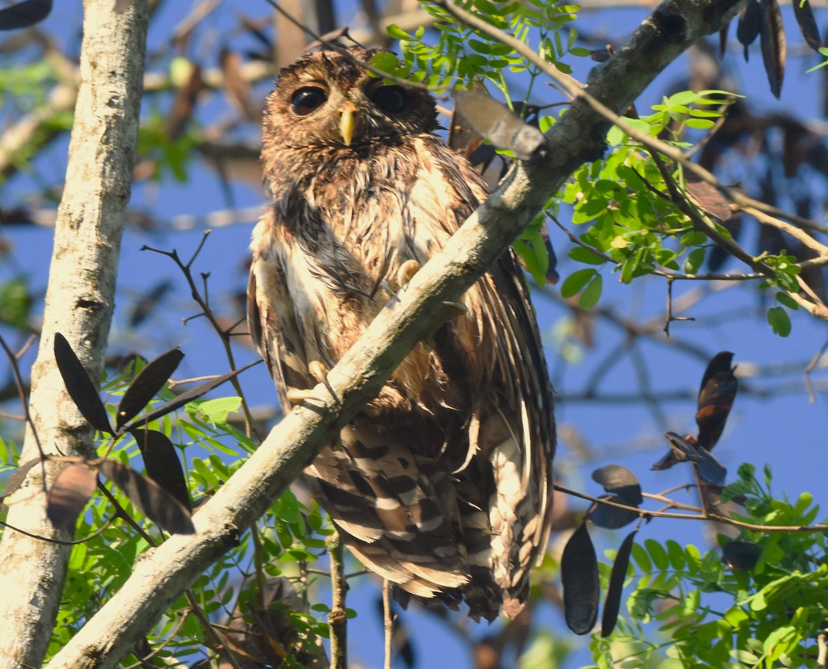 Mottled Owl - ML621540675