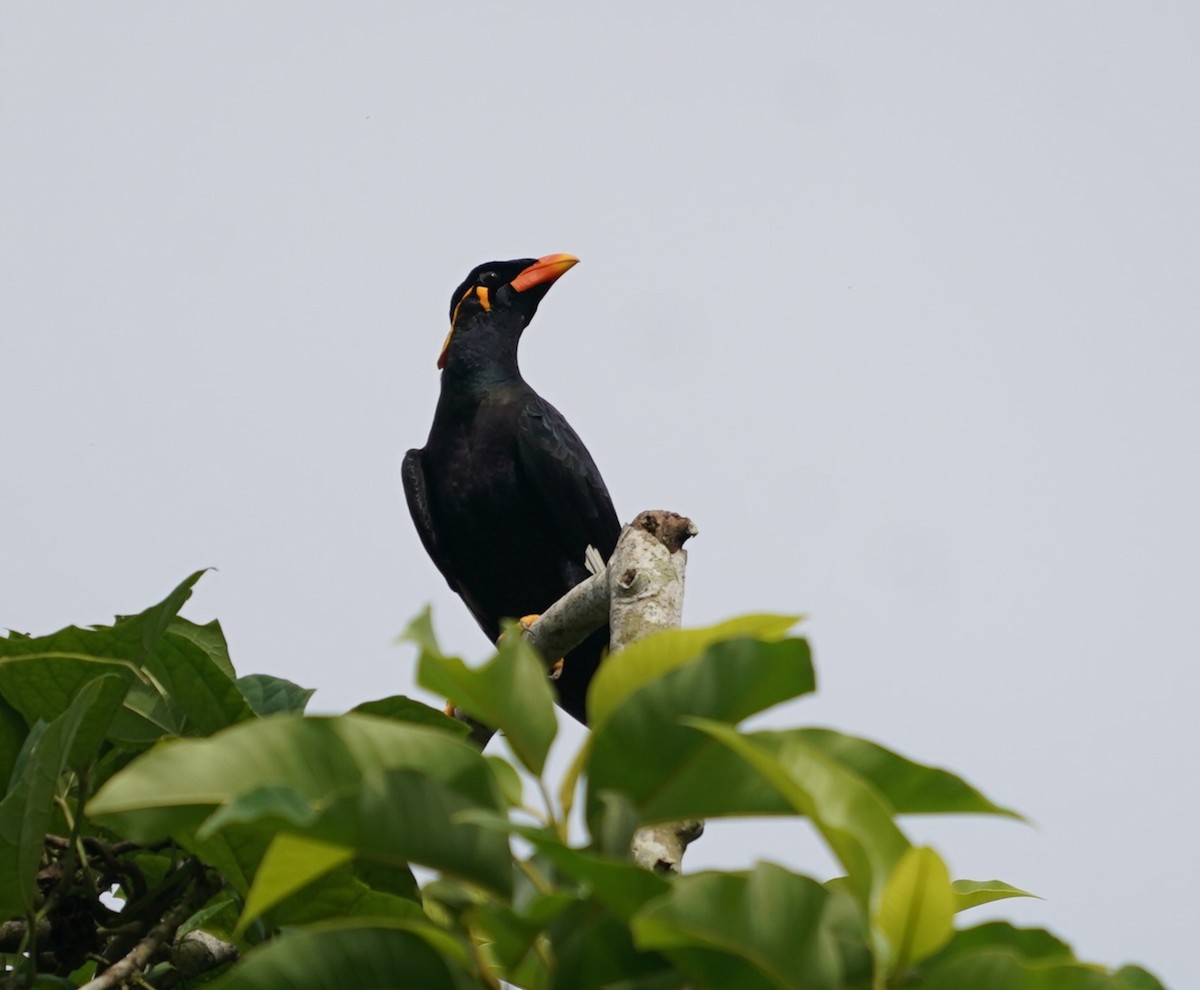 Common Hill Myna - ML621540711