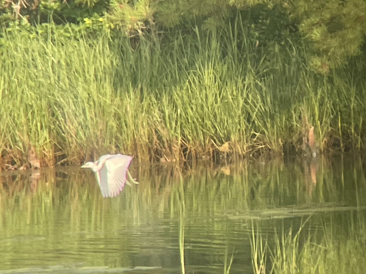 Little Blue Heron - ML621540742